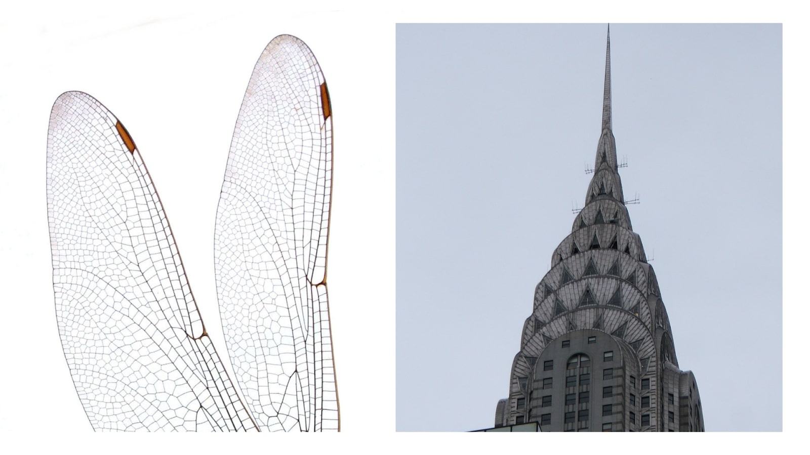 Изображение слева: увеличенное фото крыльев стрекозы.  Изображение справа: вершина Крайслер-билдинг.